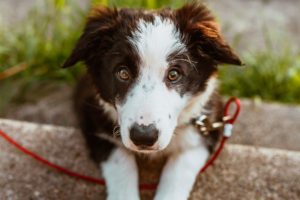 Tips & Resources for New Pet Owners (Cats & Dogs)