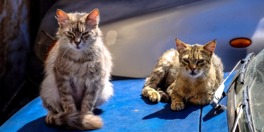 tortoiseshell cat with brown maine coon cat